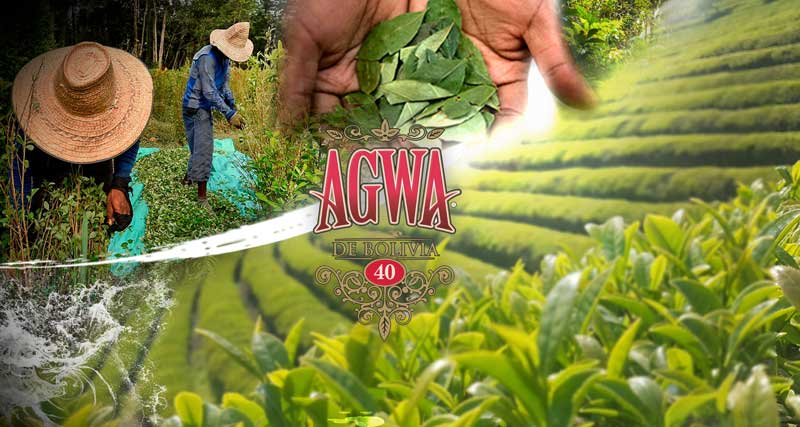 Bolivian Coca Leaf Alcohol