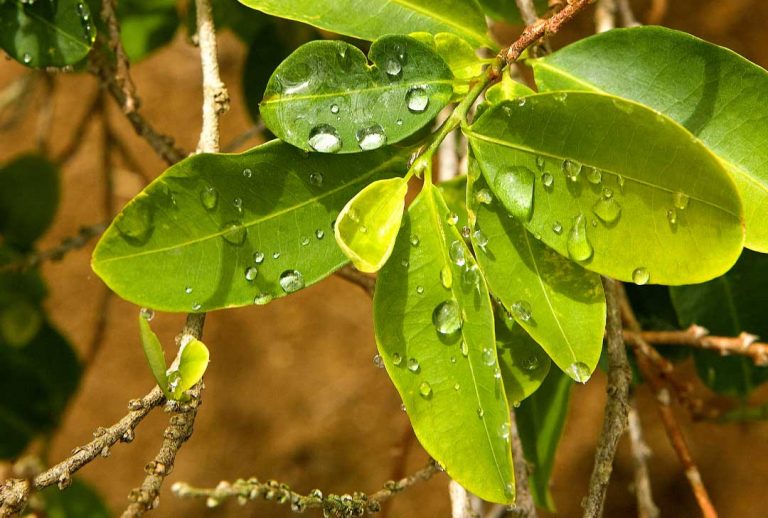 Agwa Blog Coca Leaf Herbal Liqueur